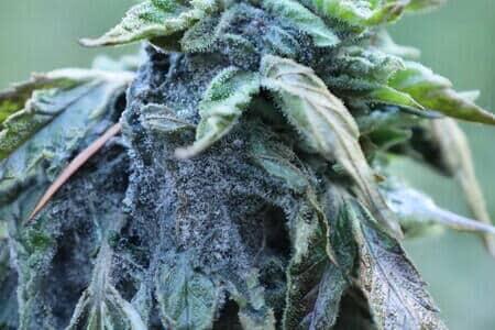 How to manage Botrytis in Cannabis