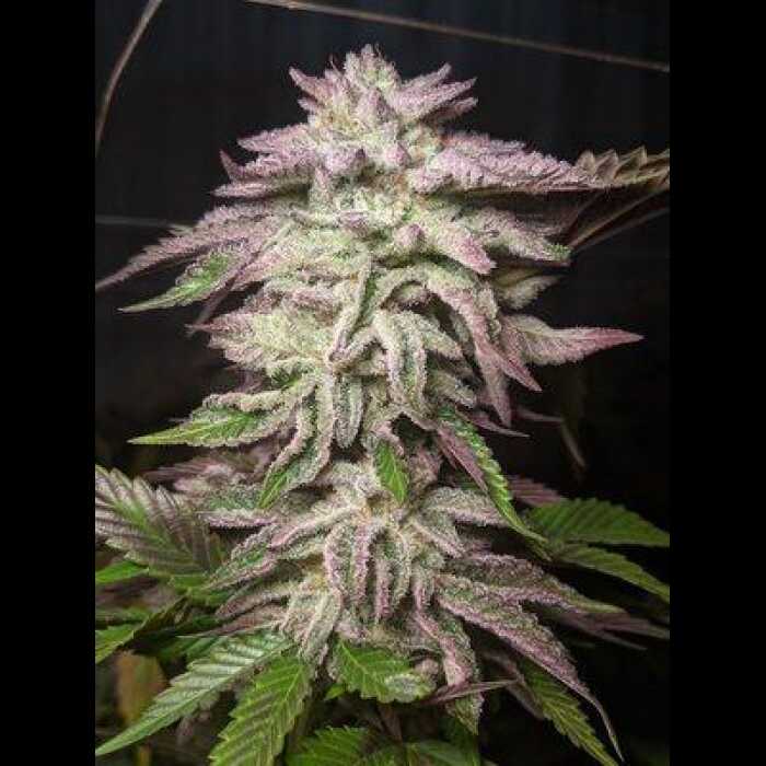 An autoflowering cannabis plant with purple leaves grown from seeds, The Spice!, in a dark room.