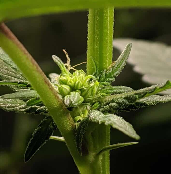 Reverse Female Plant