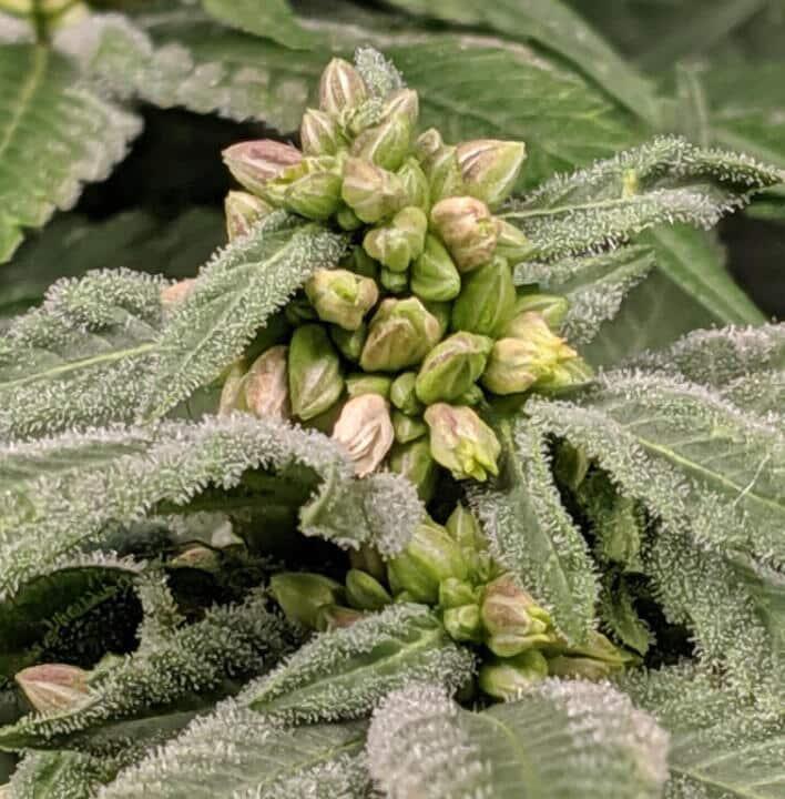 STS Reversal Spray Feminized Cannabis Seeds