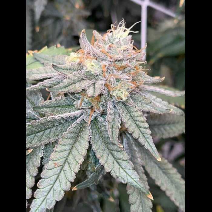 A close up of an autoflower cannabis plant.