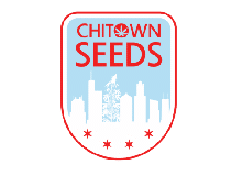 Chicago cannabis seeds for autoflowering plants.