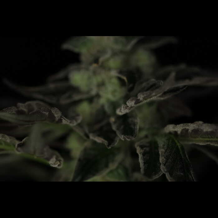 A close up of a feminized cannabis plant in the dark.