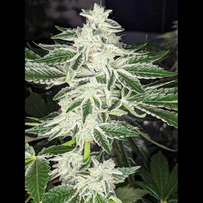 An image of an autoflower cannabis plant with white leaves.