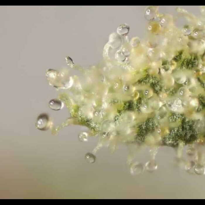 A close up of a Queen of Diamonds plant with water droplets and cannabis seeds.