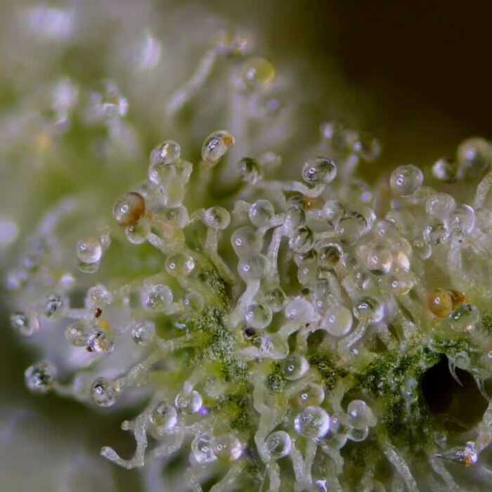 A close up of a Queen of Diamonds cannabis plant with water droplets.