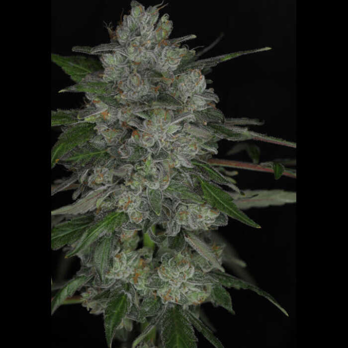 An image of a cannabis plant with a black background, featuring the mesmerizing Calibubba strain.