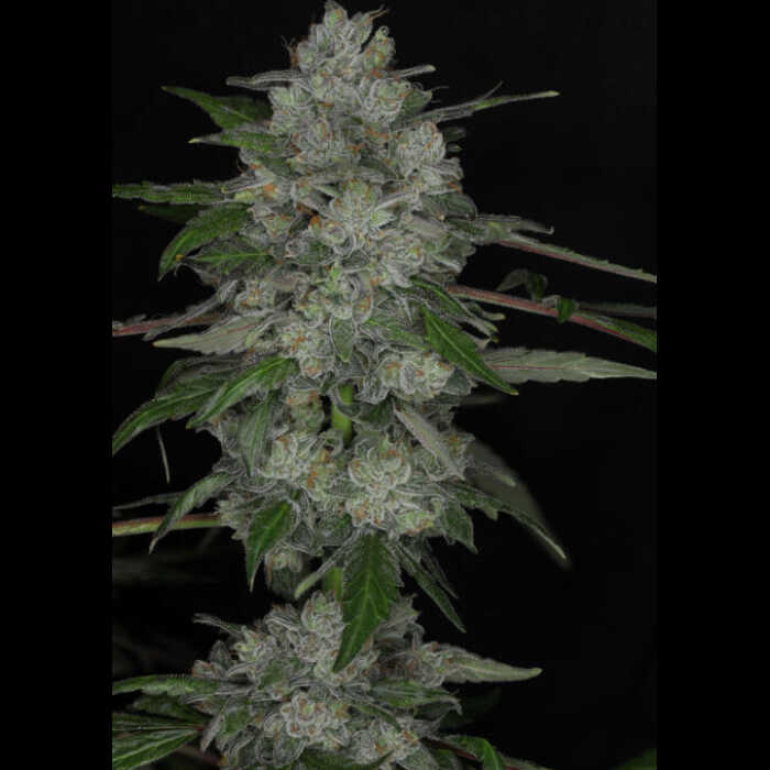 An image of a cannabis plant with a black background featuring Calibubba.