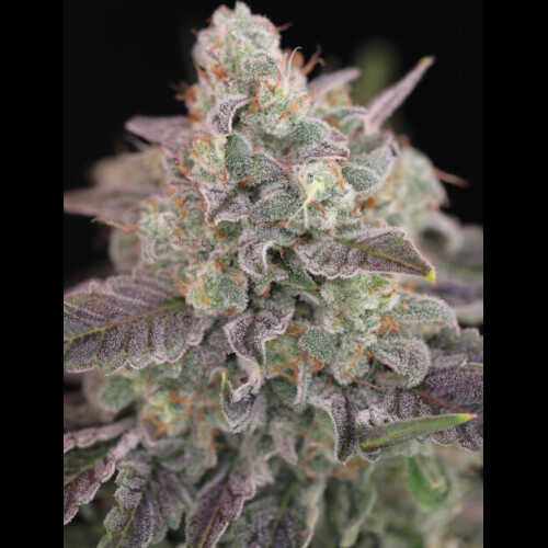 A close up of a purple Humboldt Afghani V.2 plant with a hint of sparkleface.