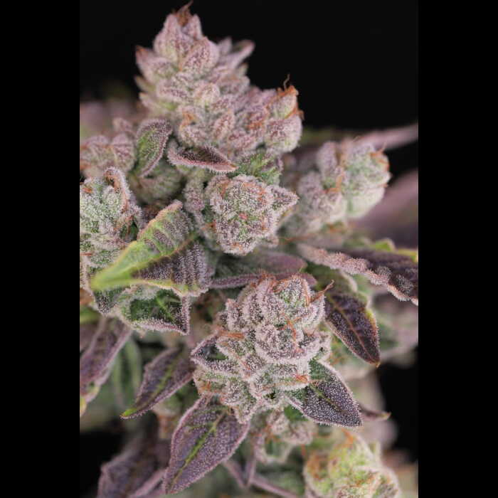 A close up of a purple Humboldt Afghani V.2 marijuana plant.