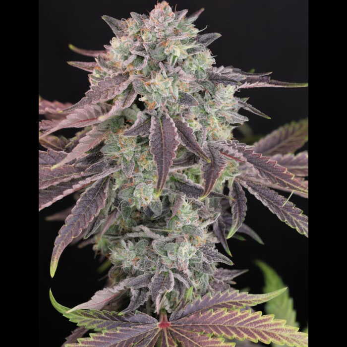 A marijuana plant with purple leaves on a black background, known as Humboldt Afghani V.2.