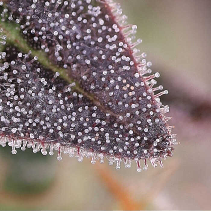 A close up of a Humboldt Afghani V.2 with a lot of water droplets sparkling on it.