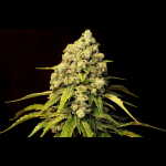 TRAIN WRECK2 ヨーヨー SPYY Trainwreck Strain Feminized Cannabis Seeds - Rocket Seeds
