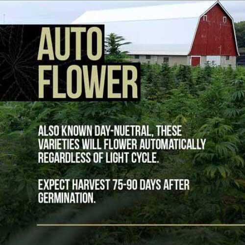 Cannabis cultivation concept highlighting autoflowering plants that bloom without changes in the light cycle, with harvest time indicated.