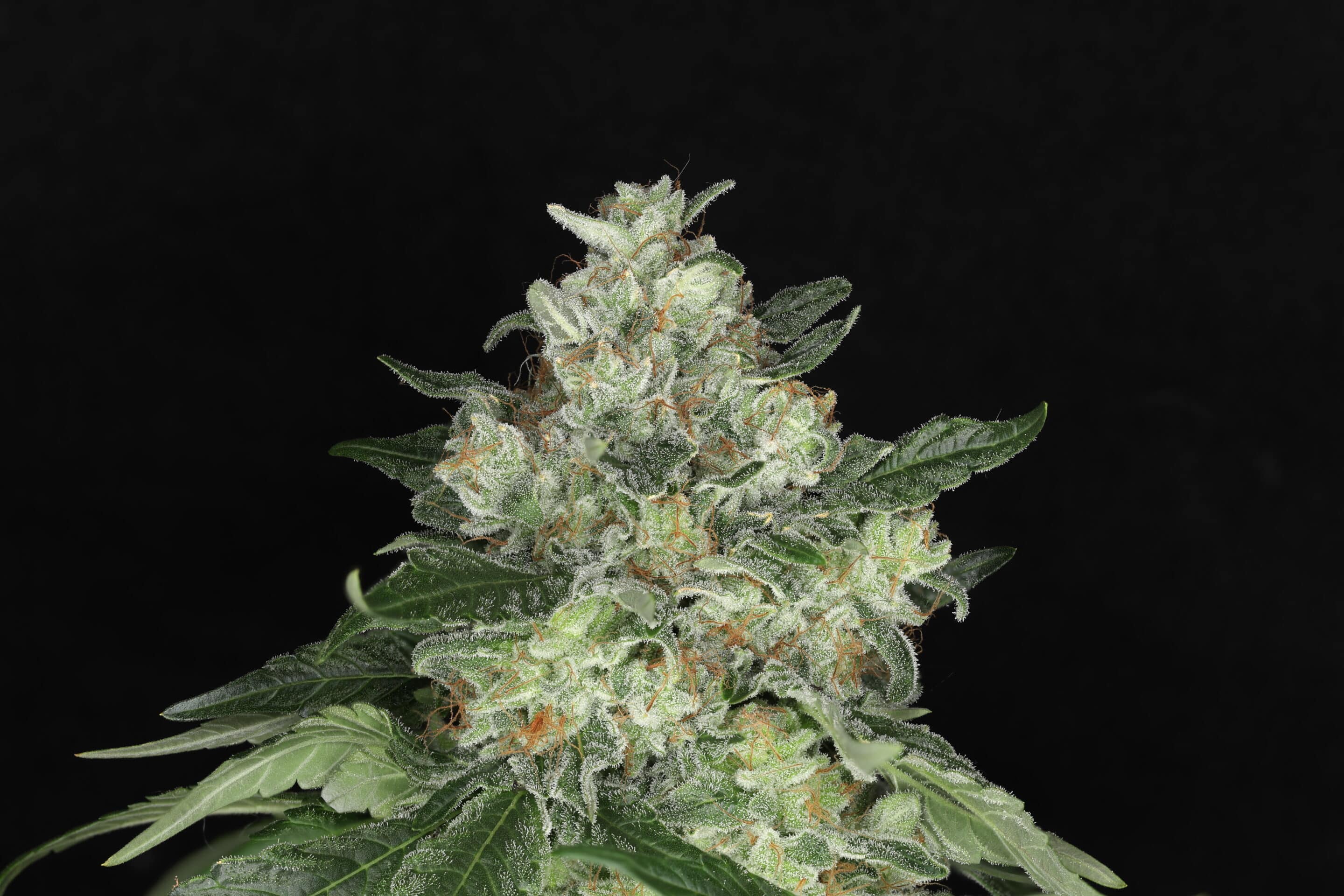 5 Alarm Feminized Cannabis Seeds 5 Alarm