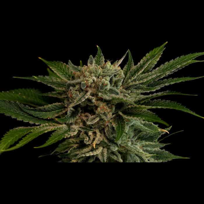 Pig Candy - Image 2