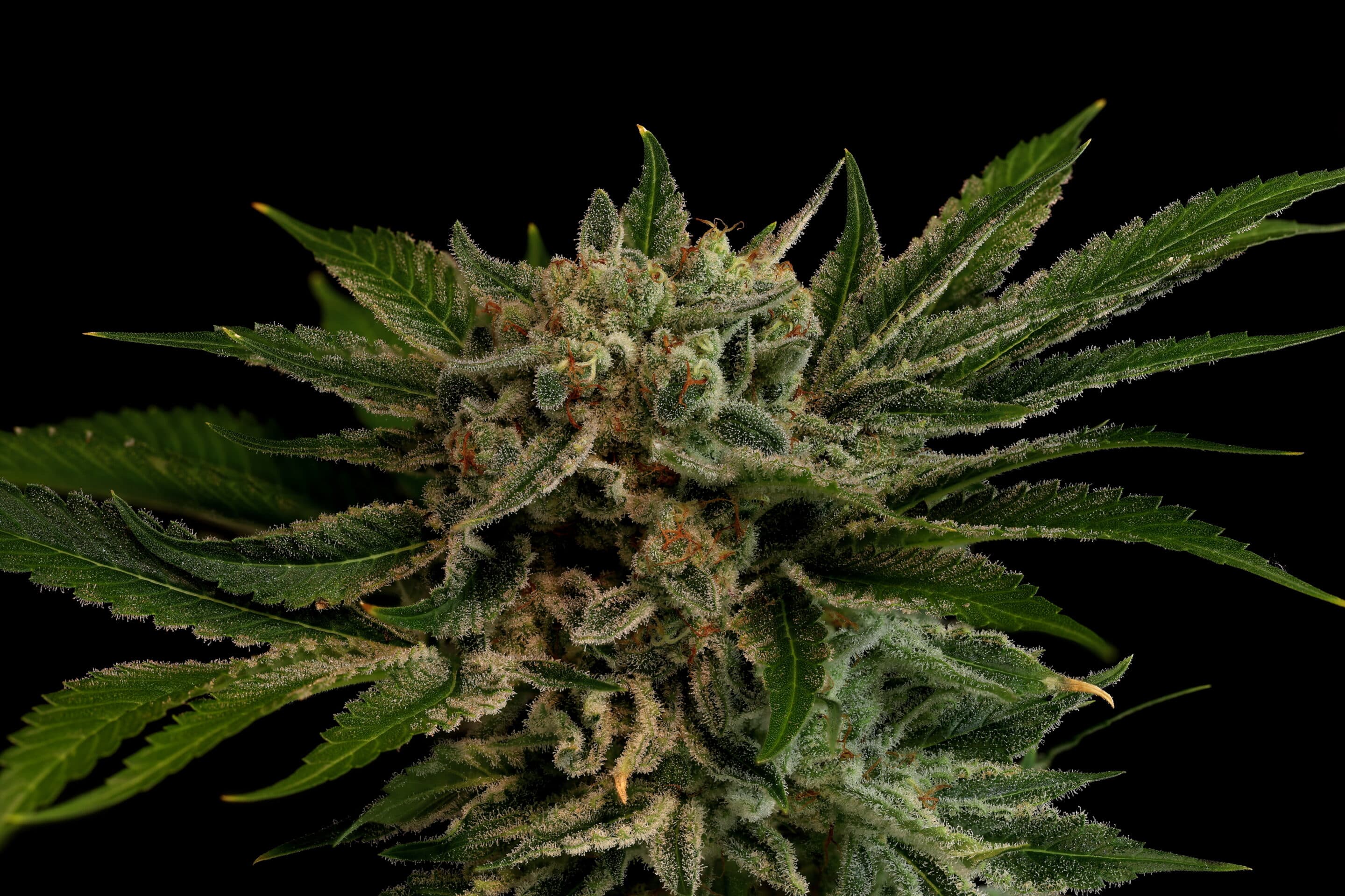 Pig Candy Feminized Cannabis Seeds Pig Candy - Image 2