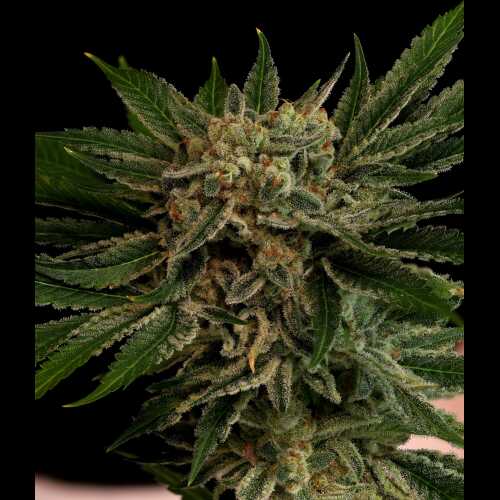 Pig Candy