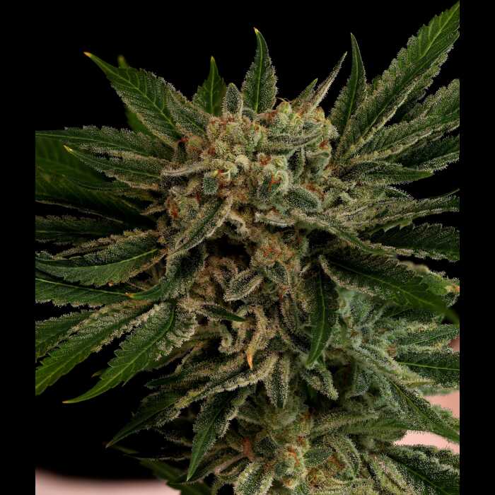 Pig Candy