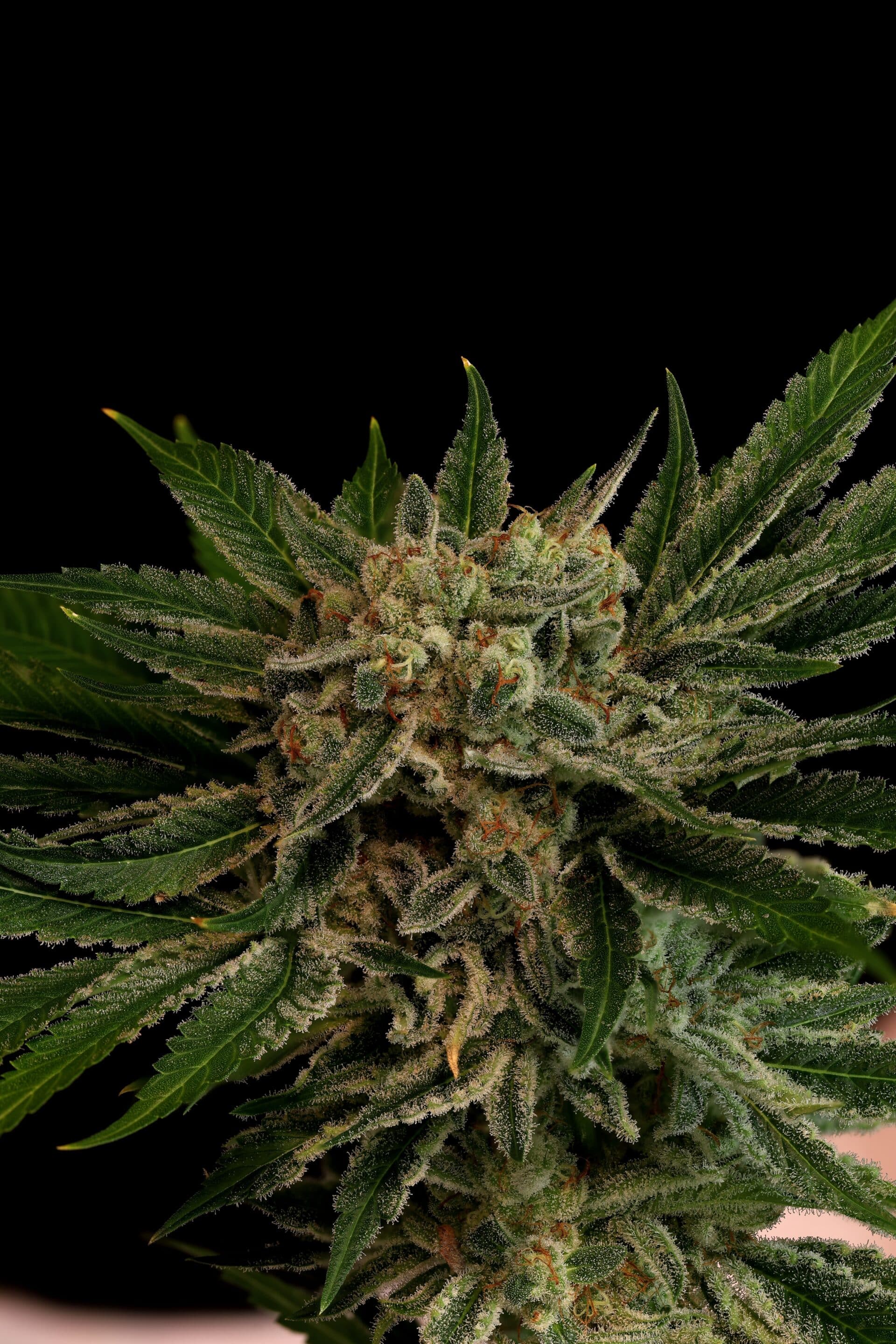 Pig Candy Feminized Cannabis Seeds Pig Candy