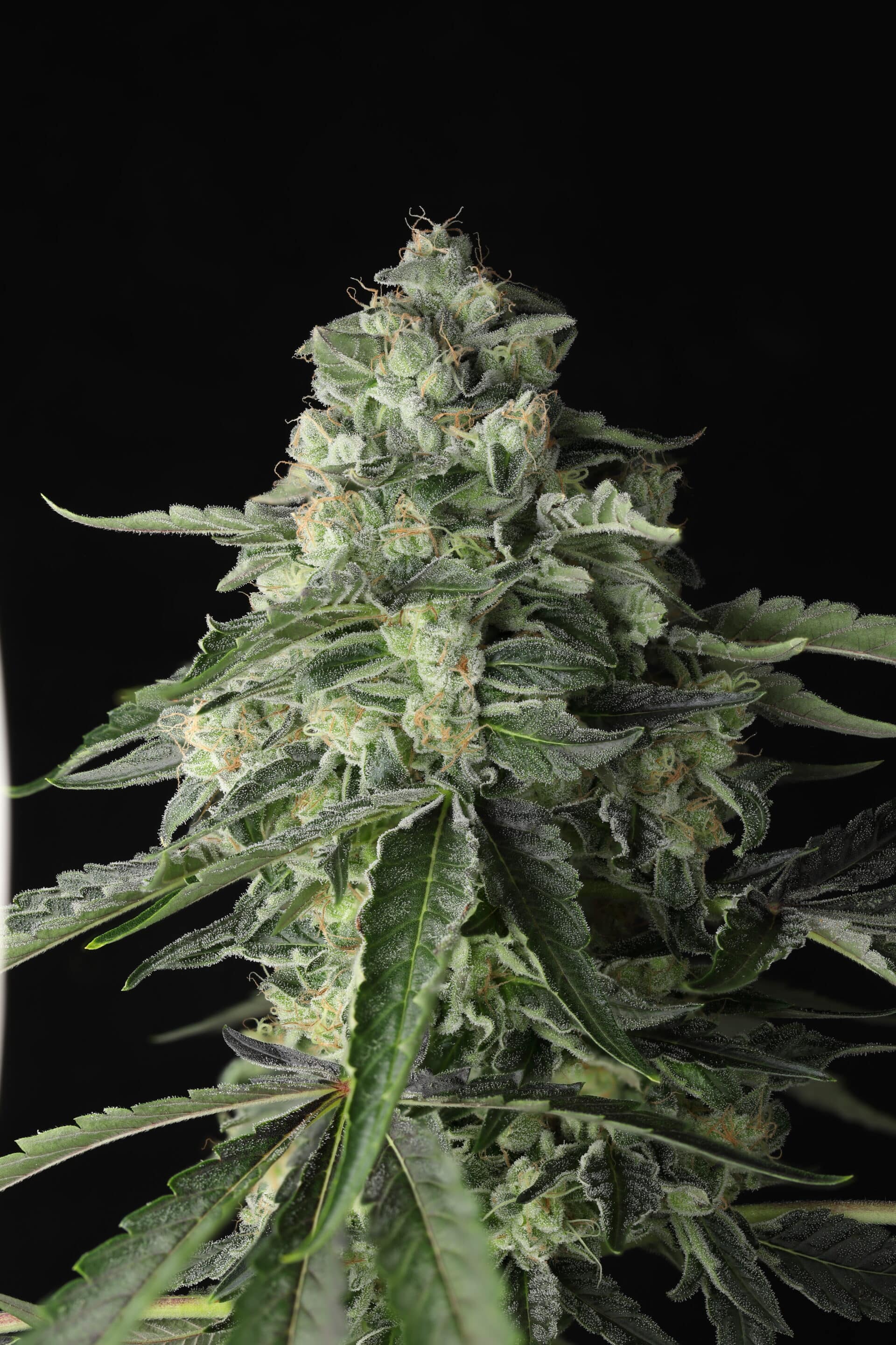 Throttle Rocket Feminized Cannabis Seeds Throttle Rocket