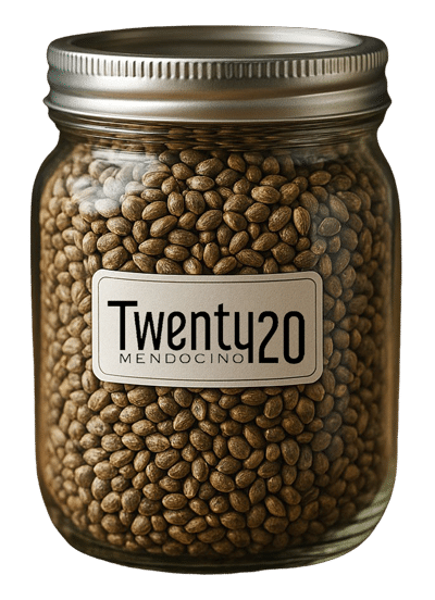 MJBizCon Contest Feminized Cannabis Seeds