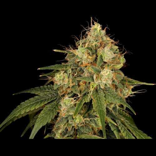 Lemon-G