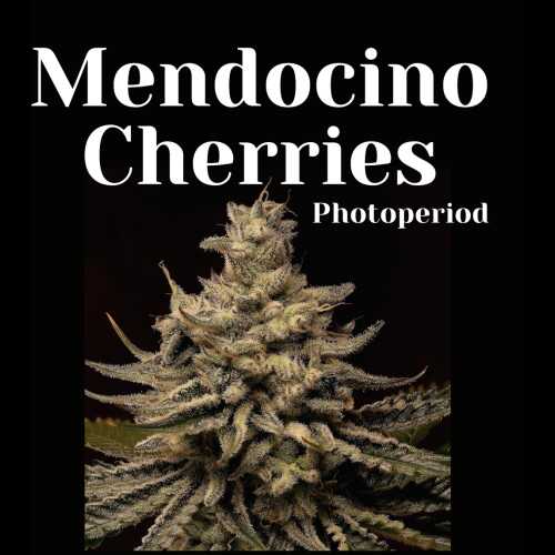 Mendocino Cherries