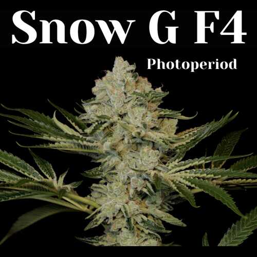 Snow-G F4 - 6