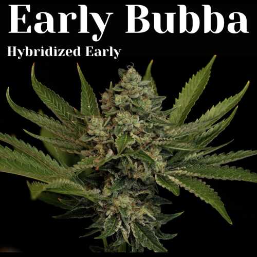 Early Bubba