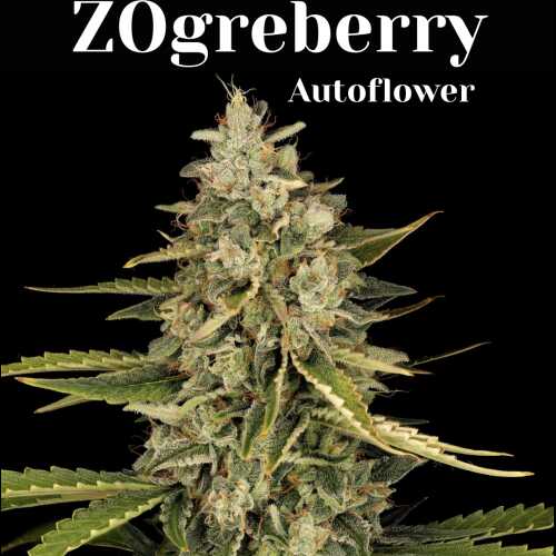 ZOgreberry