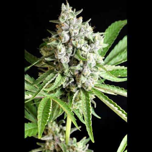 Strawberry Lemonauto