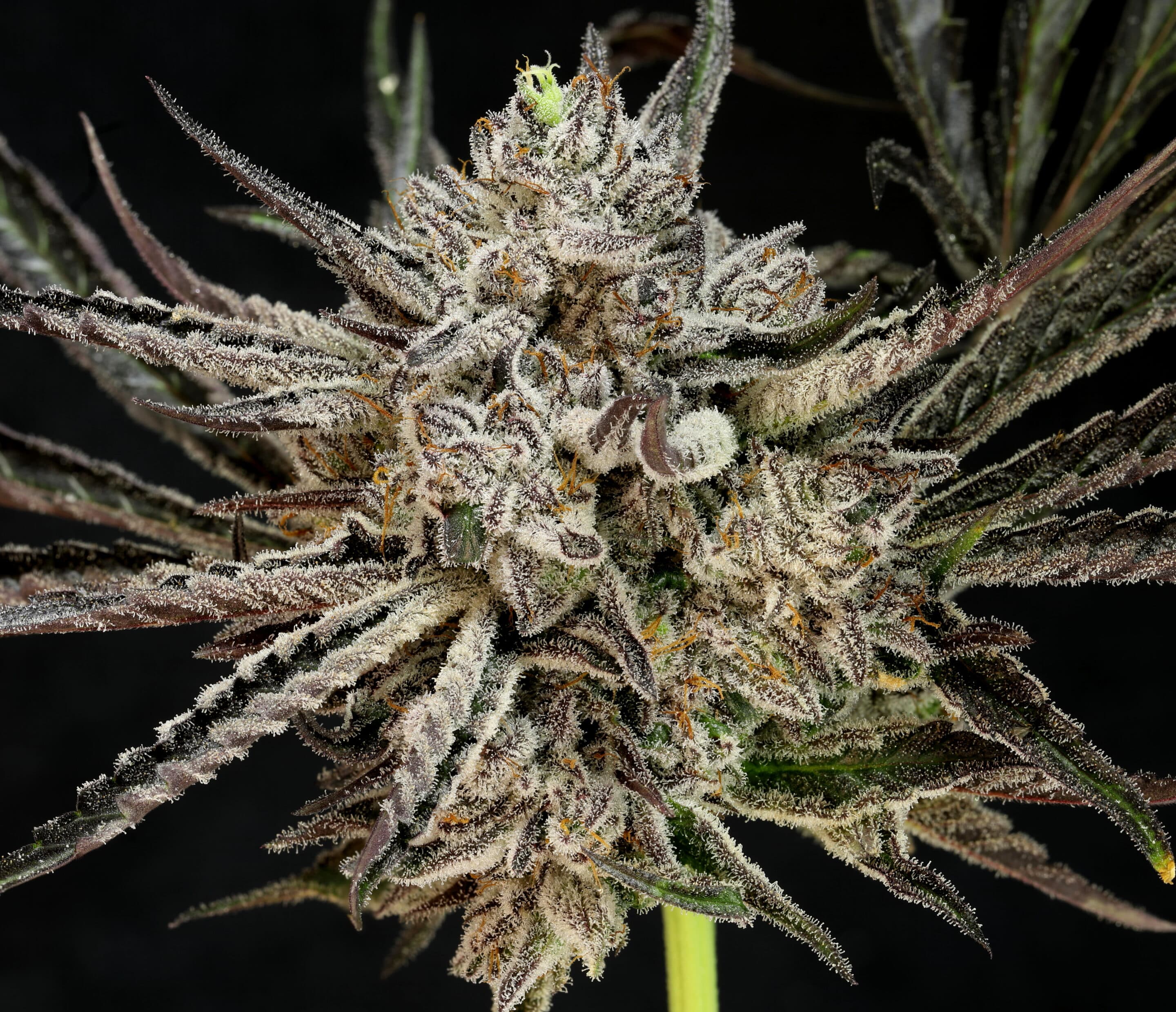 The Cheese Feminized Cannabis Seeds The Cheese