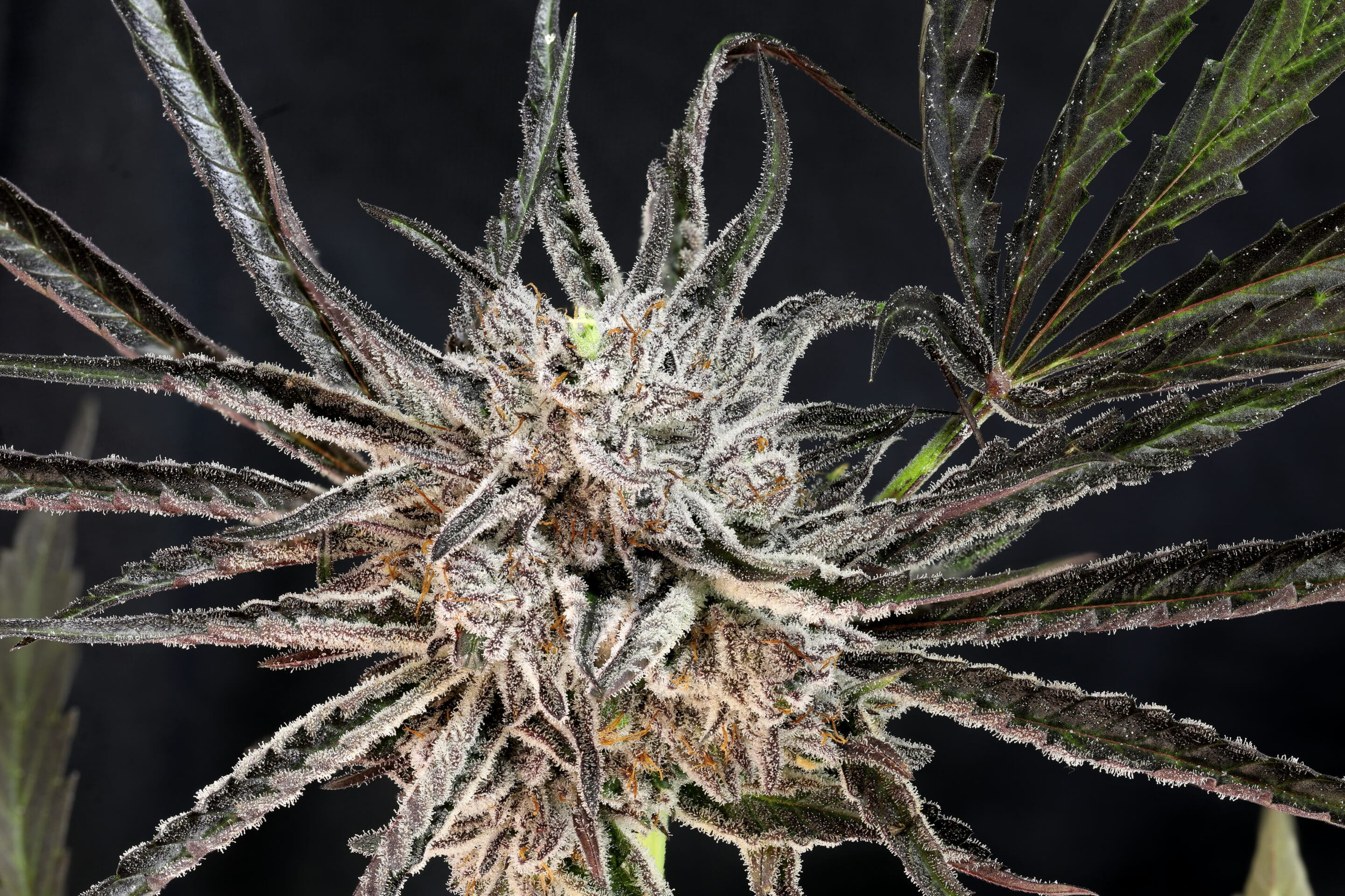 The Cheese Feminized Cannabis Seeds The Cheese - Image 3