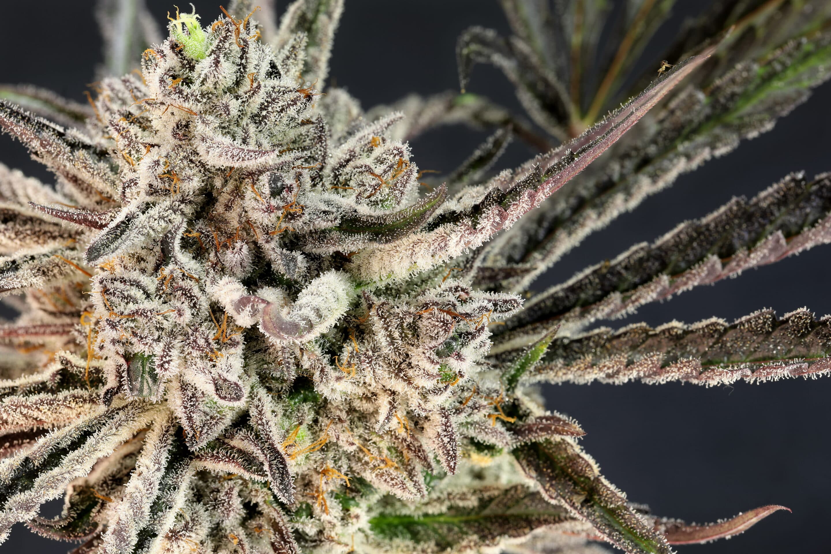 The Cheese Feminized Cannabis Seeds The Cheese - Image 4
