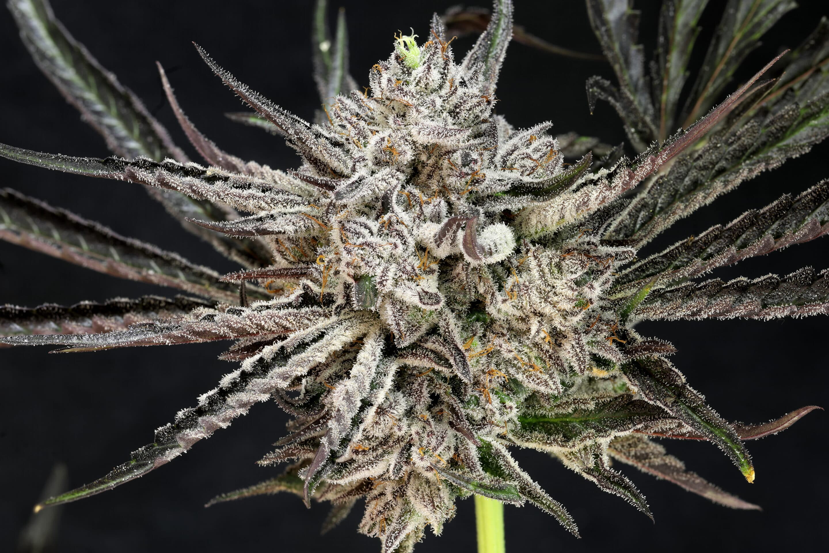 The Cheese Feminized Cannabis Seeds The Cheese - Image 5